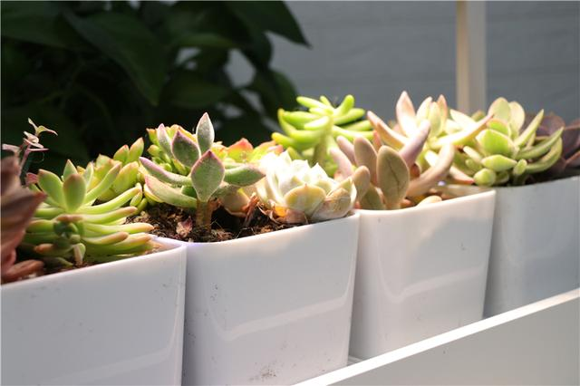 自带人造阳光 多肉植物才养的好 Miniature种植机体验 自带人造阳光 多肉植物才养的好 Miniature种植机体验