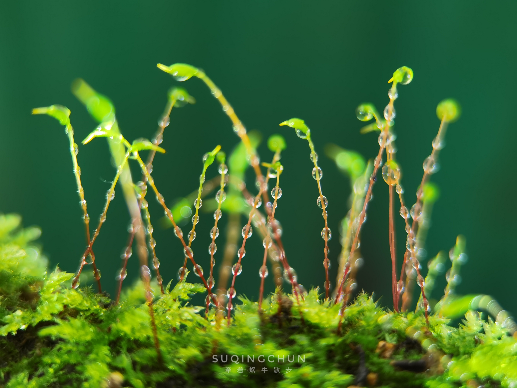 苔蘚植物榮耀30pro酷帕微距鏡頭拍攝