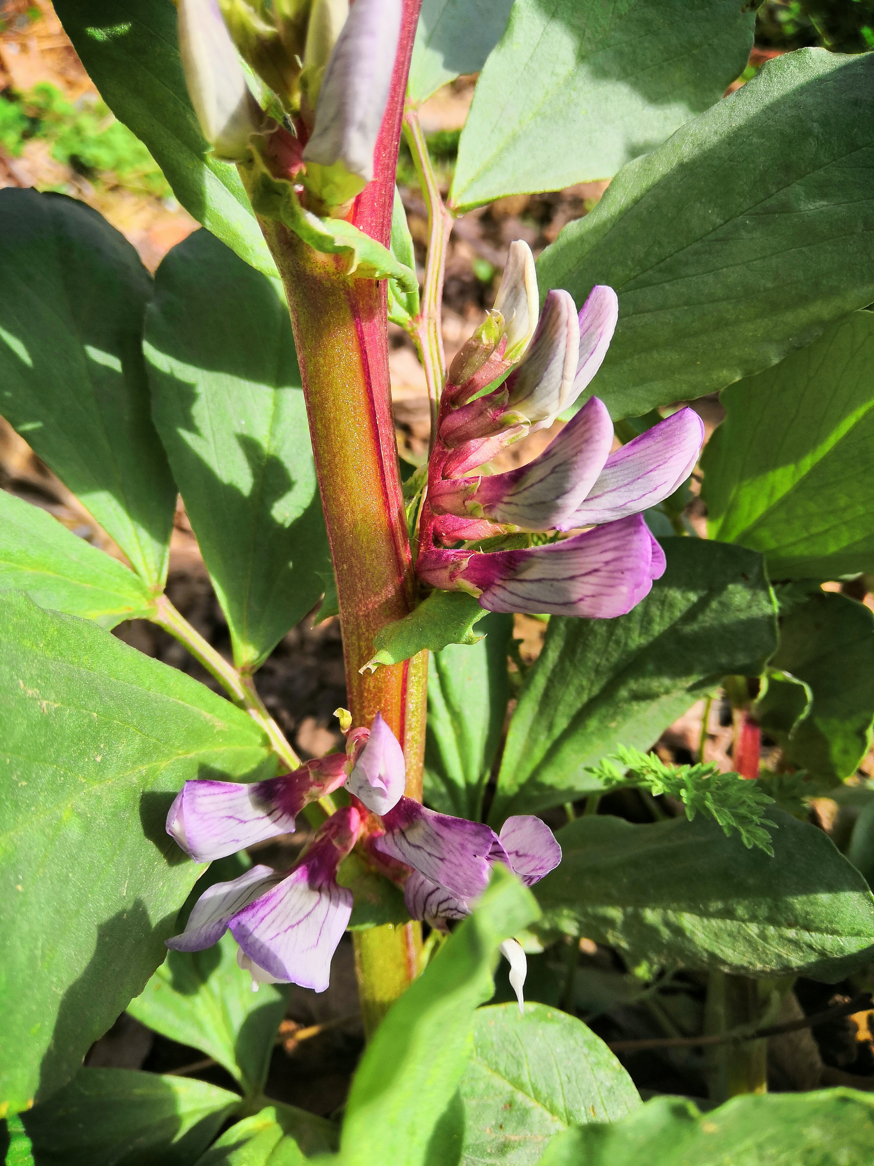 蚕豆花雄蕊类型图片