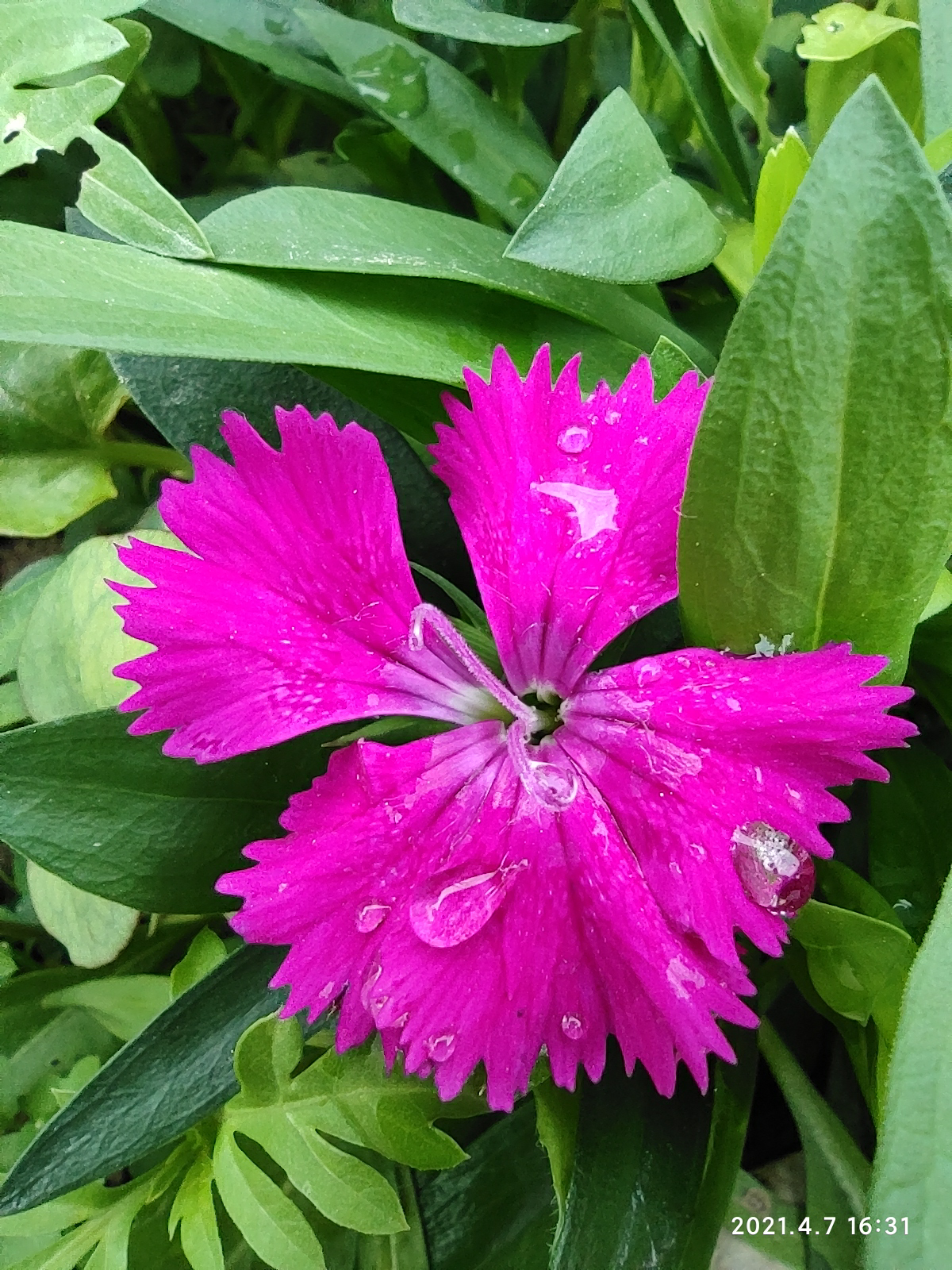 雨後小花