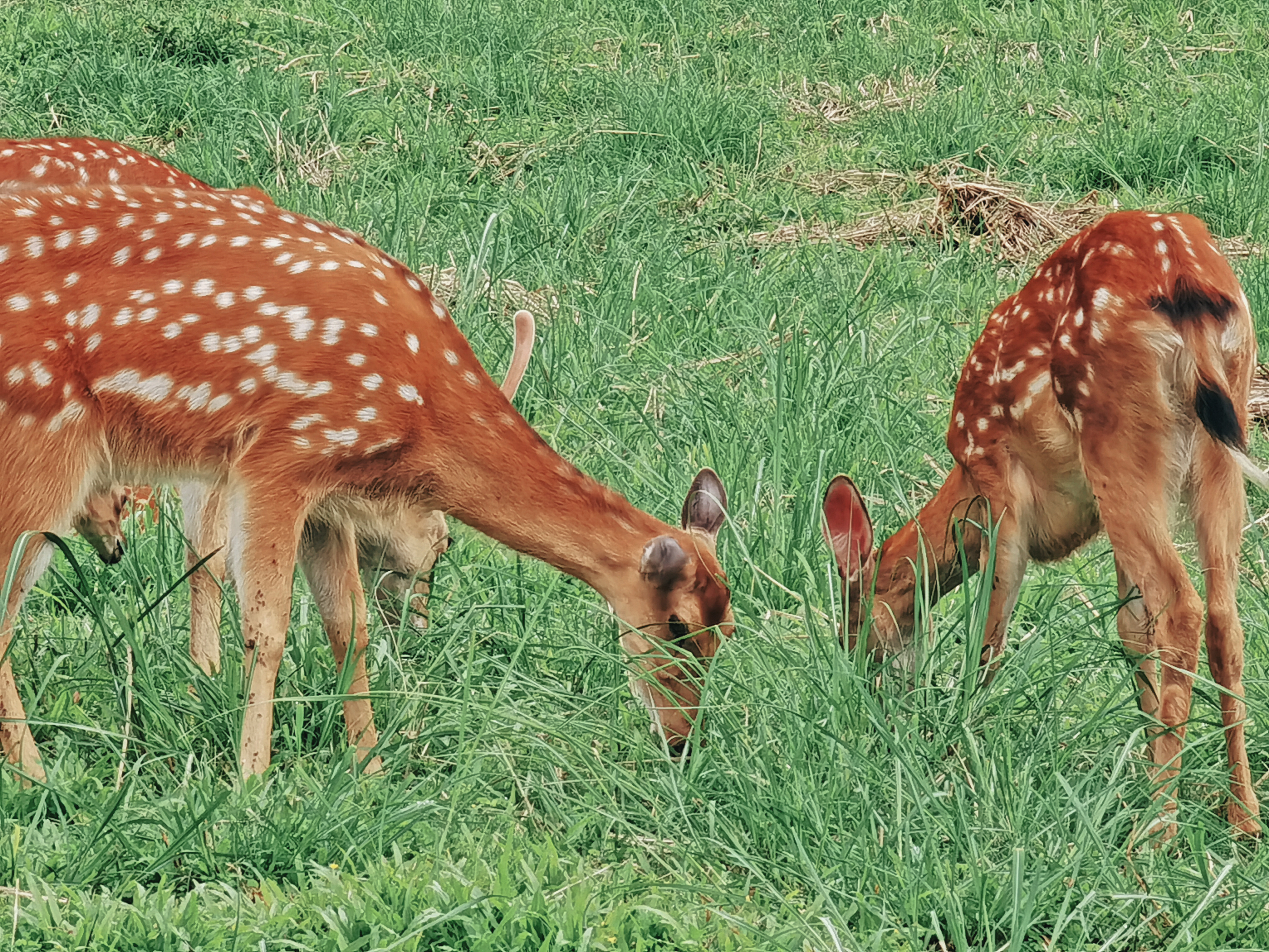 威斯康星州的白尾母鹿和小鹿 (© Karel Bock/Shutterstock) @20200804 | NiceBing 必应美图 ...